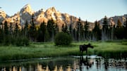 A moose forages for food at Schwabacher Landing in Grand Teton National Park in Wyoming on June 21, 2021.