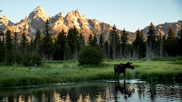 A moose forages for food at Schwabacher Landing in Grand Teton National Park in Wyoming on June 21, 2021.