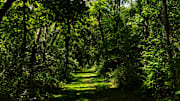 Trees line a hiking trail on Monday, July 29, 2024, at Roland Olson Forest Preserve in Roscoe.